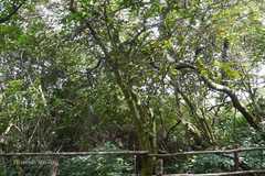 Helixanthera obtusata